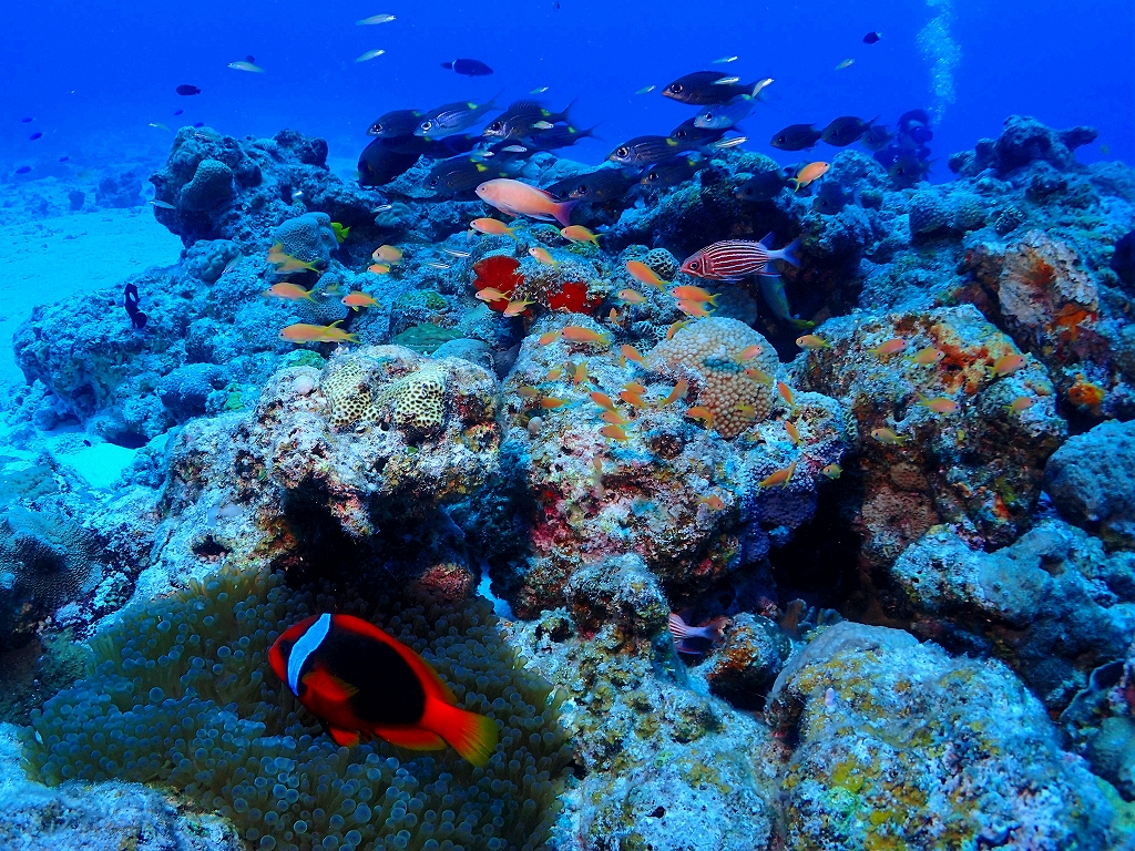 水納島・瀬底島方面（ボート）