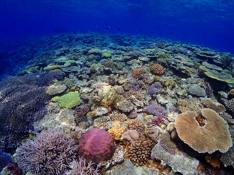 水納島・瀬底島方面（ボート）