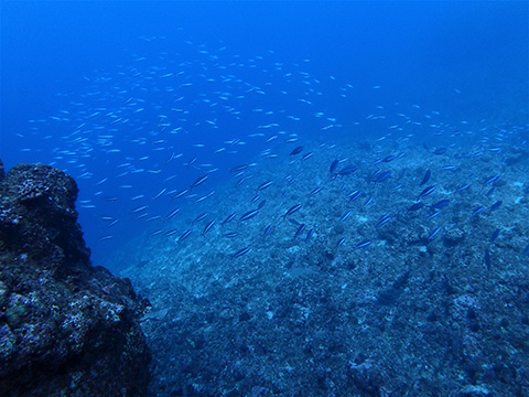 水納島・瀬底島方面（ボート）