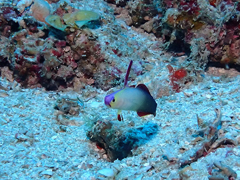 水納島・瀬底島方面（ボート）